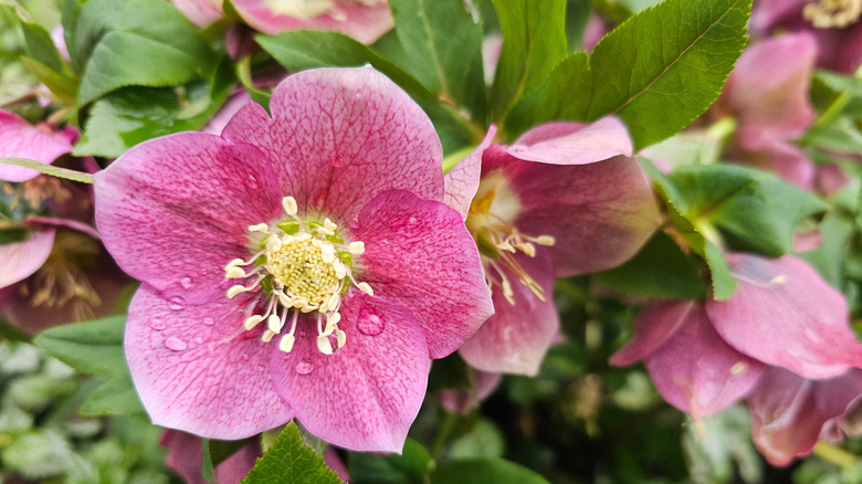 Gorgeous pink flowers of hellebores