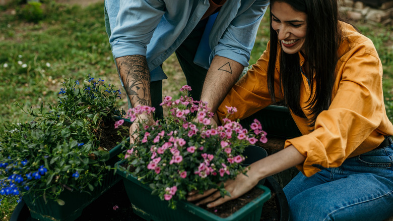 A couple planting flowers in their garden