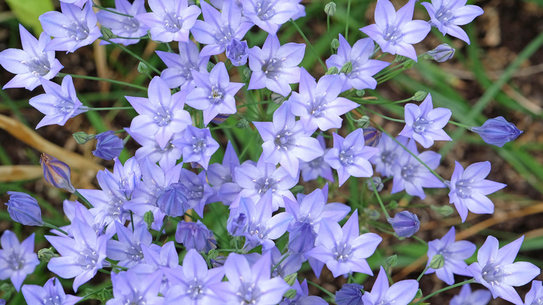 Pale blue flowers of Ithuriel's spear