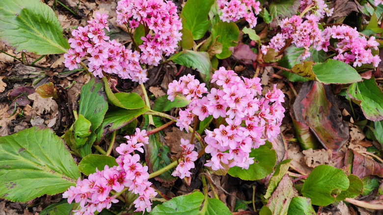 Tiny pink pigsqueak flowers blooming in woodland region