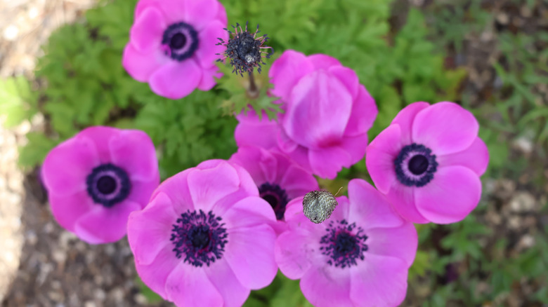 Pink poppy anemone flowers blooming in garden