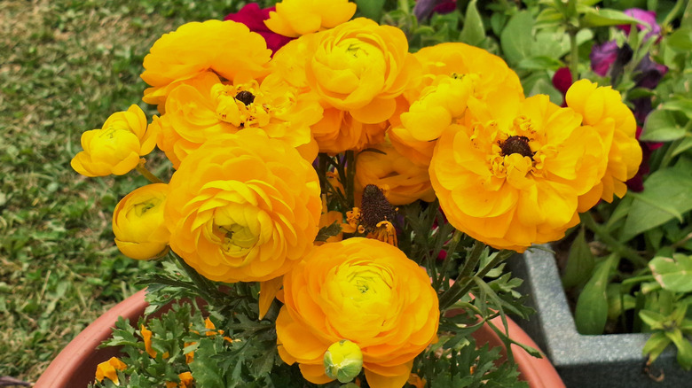 Yellow ranunculus flowers in bloom