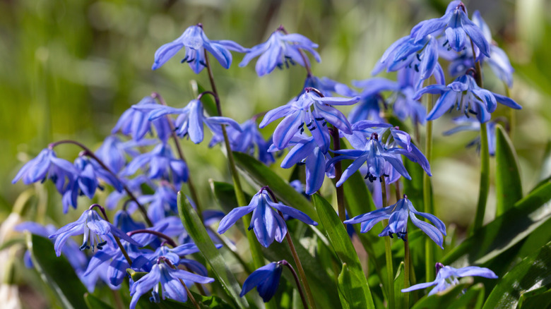 Blue Siberian squill flowers blooming in garden
