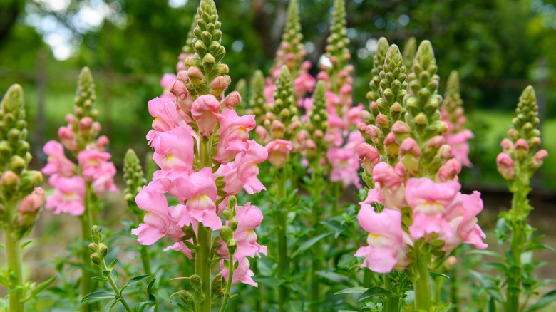 Pastel pink flowers of snapdragons