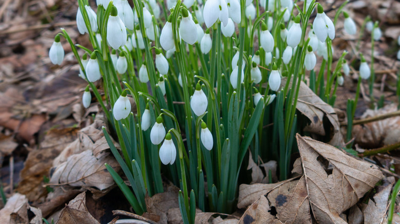 A bunch of white snowdrop flowers growing in a woodland region