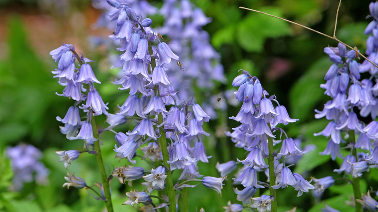 Blue flowers of Spanish bluebells in bloom
