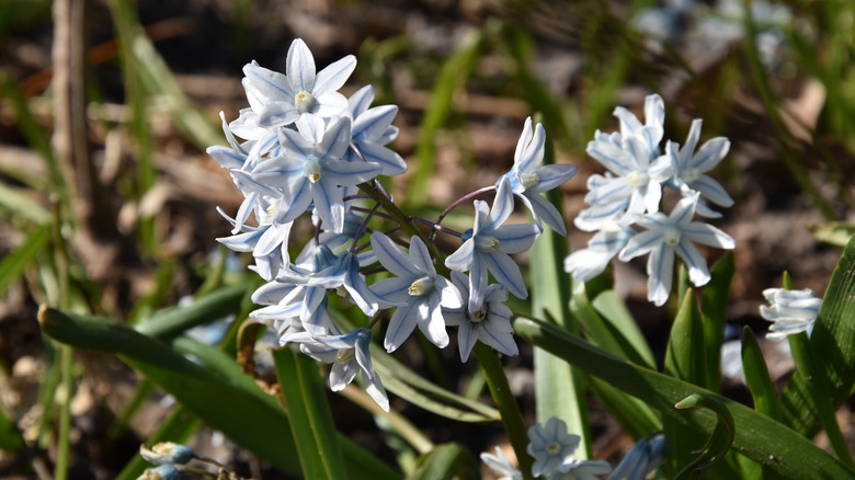 Blue striped white flowers of striped squill
