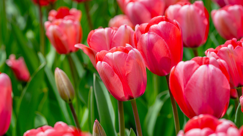 Red tulips blooming in garden