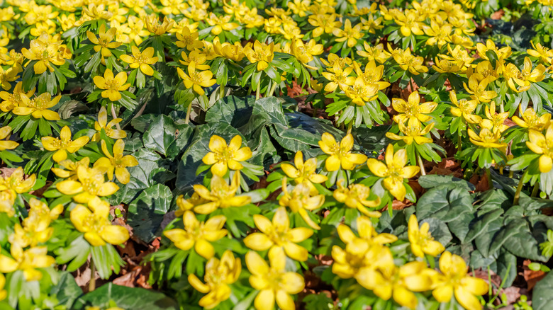 Yellow blooming flowers of winter aconite