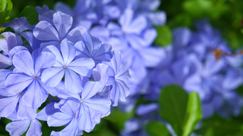 Blue flowers of woodland phlox