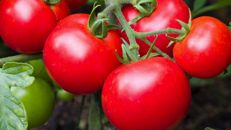'Big Beef' tomatoes growing on a vine in a garden in natural light