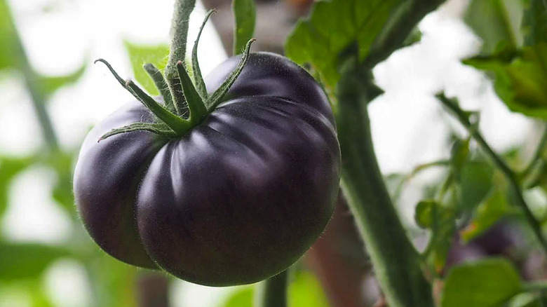 A dark purple-black 'Black Beauty' tomato on a vine