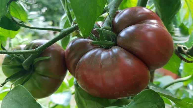 Dark purple 'Black Krim' tomatoes growing on plant