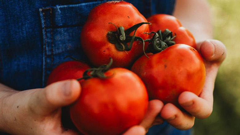 A child's hands holding five 'Boxcar Willie' tomatoes outside in natural light