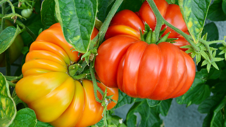 Orange and red 'Brandywine' tomatoes growing on a vine with yellowing leaves in a garden