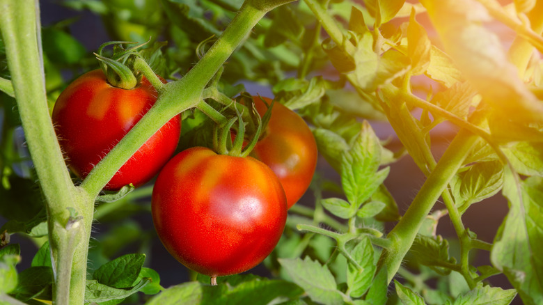 Three ripe 'Celebrity' tomatoes ripening on a vine in a garden