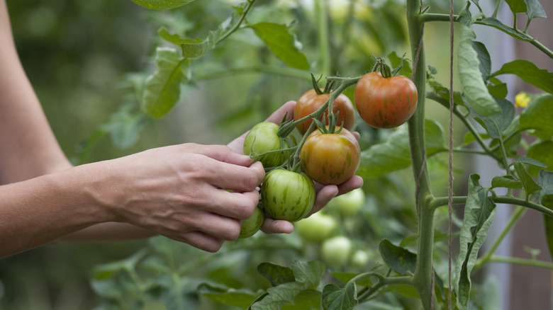 Woman harvesting tomatoes from plant