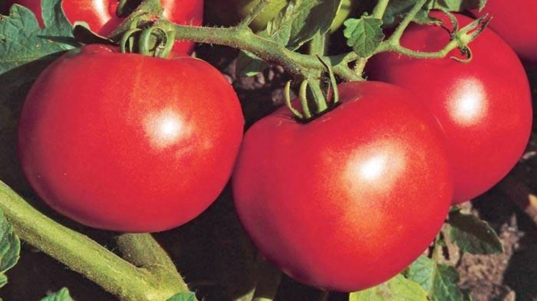 'Jet Star' tomatoes growing on vine