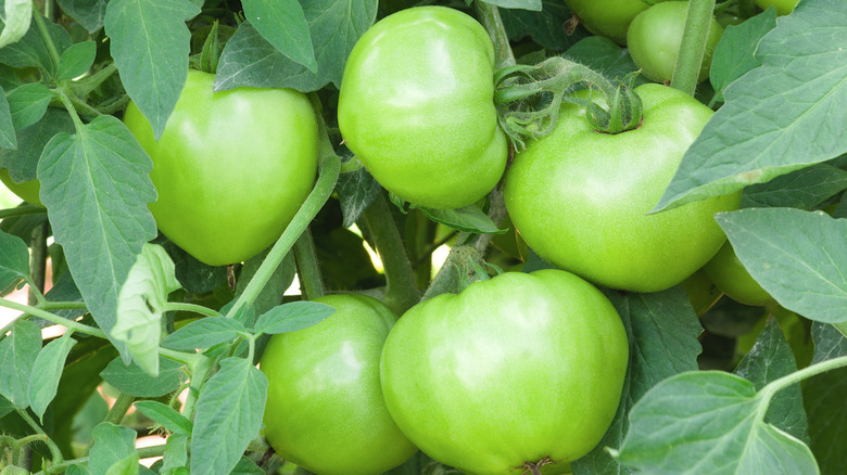 Green 'Mountain Merit' tomatoes growing on a vine in natural light