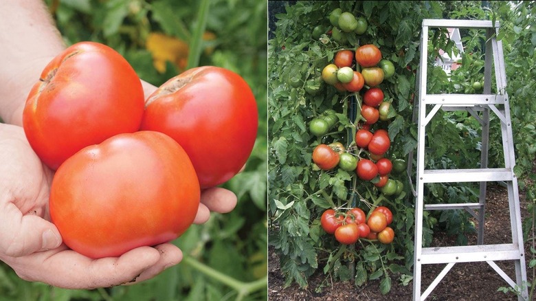'Parks Whopper' tomatoes growing on a tall staked bush near a ladder in a garden