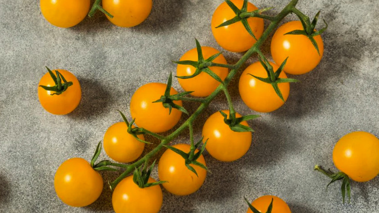 Ripe 'Patio Choice' tomatoes on a vine resting on a grey surface