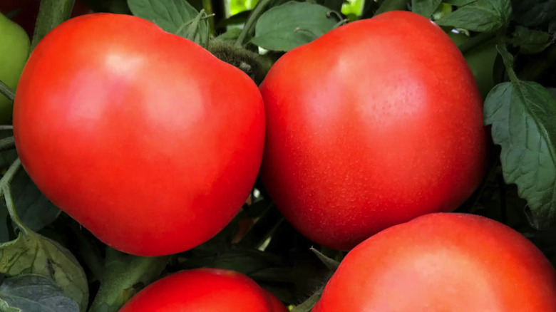 Large, red 'Rambler' tomatoes on vines with dark green foliage in natural light