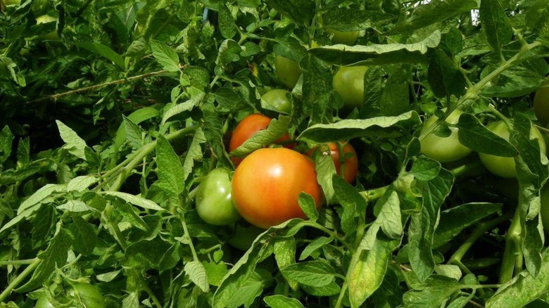 'Rutgers' tomatoes growing on plant in garden