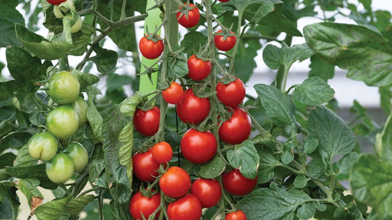 Ripe Sakura tomatoes growing on a vine in a garden