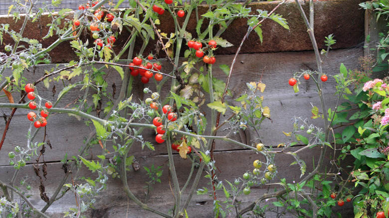'Spoon Tomatoes' growing in garden