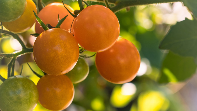 'Sungold' tomatoes ripening on a vine in shaded, natural light