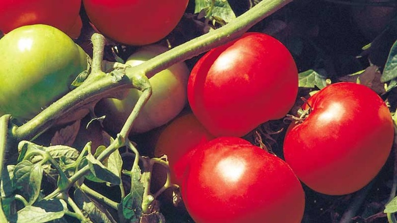 Red and green supersonic tomatoes on a vine in the sunlight