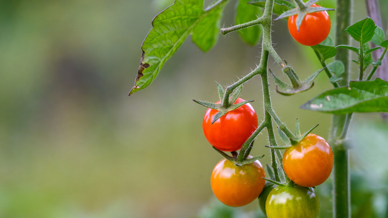 'Sweet 100' tomatoes ripening on a vine in a garden
