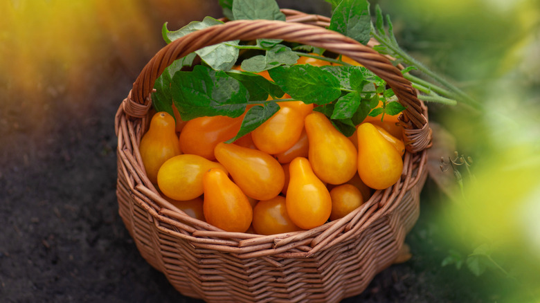 Yellow pear tomatoes in a basket on soil