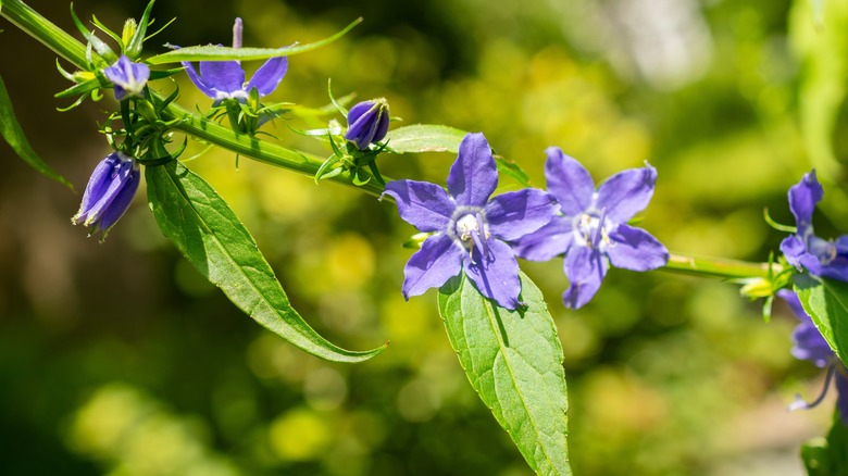 An American bellflower blooming in dappled sunlight.