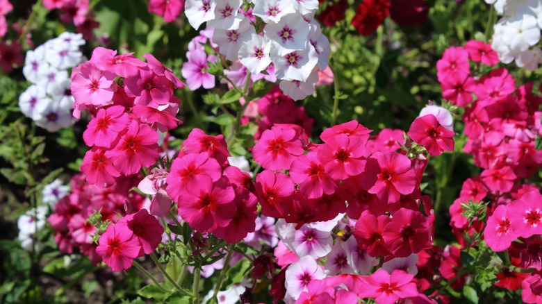 Vivid pink and white annual phlox flowers growing in partial shade.