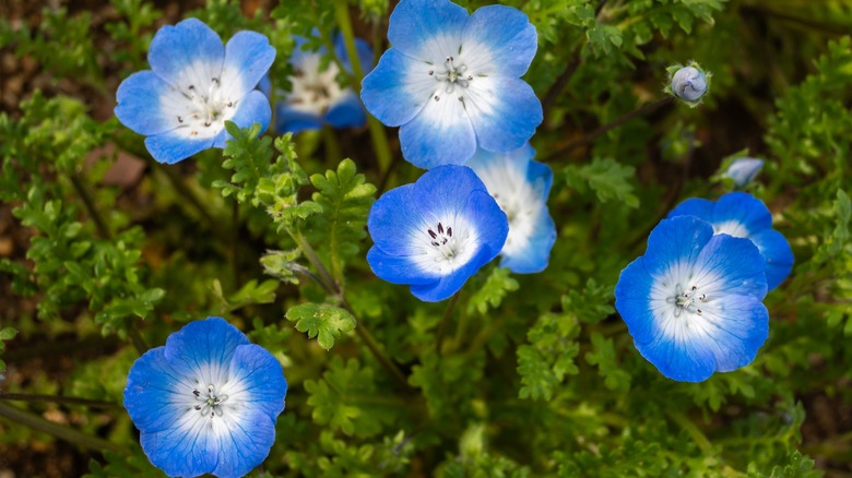 A group of blue and white baby blue eyes growing together in the shade.