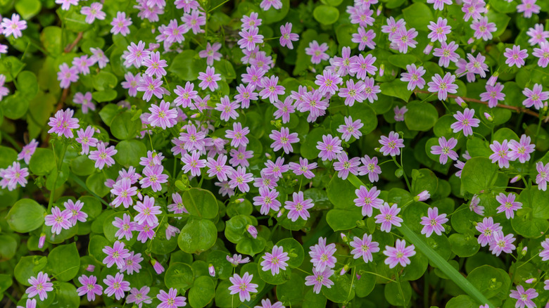 A bed of pink candy flowers growing in the shade.