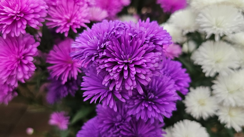 Pink, purple, and white Chinese aster flowers growing together in a garden bed.