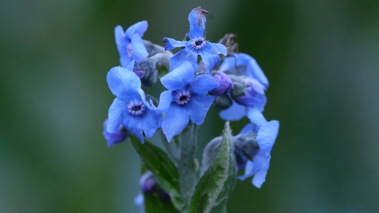 The tiny, blue flowers of the Chinese hound's tongue.