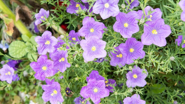 A patch of purple cupflowers in the sun.