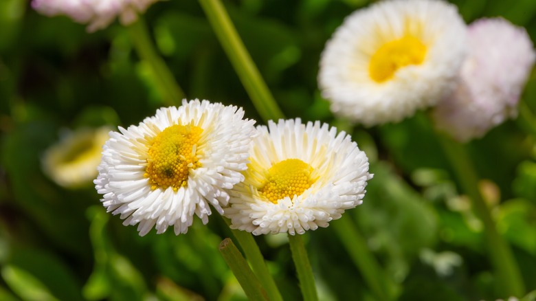 The unique petals of the English daisy.