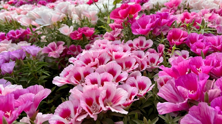 A vivid pink flower bed of farewell-to-spring flowers.