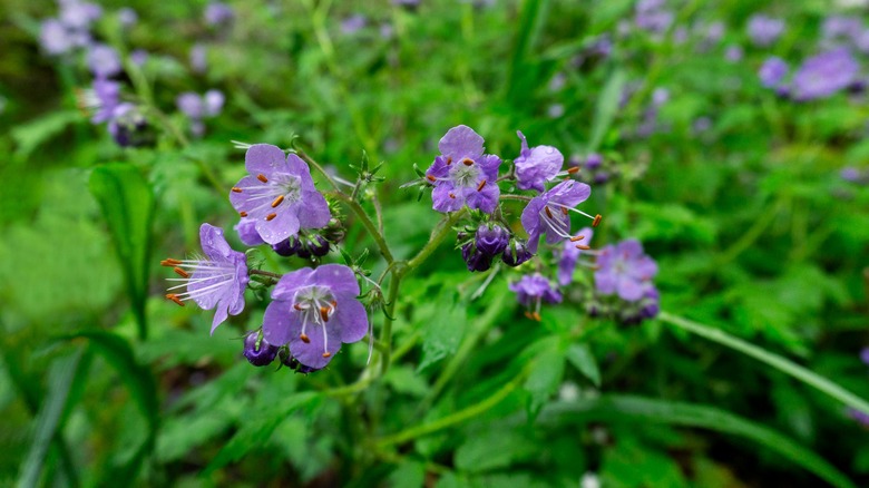 The light purple flowers of the fernleaf phacelia.