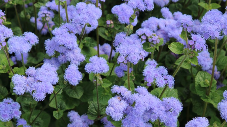 A dreamy blue-purple variant of floss flower growing in a cluster.
