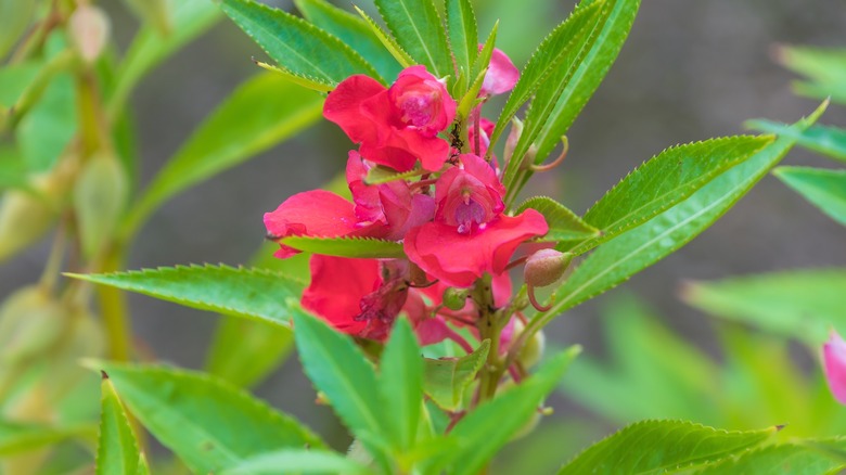 Rose red garden balsam flowers with serrated leaves.