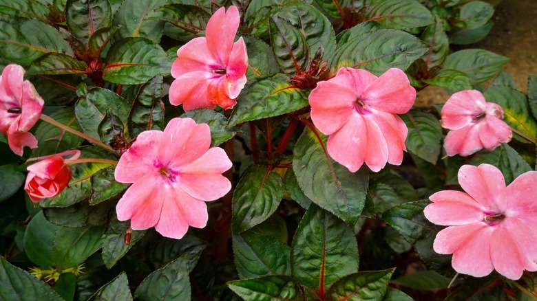 Rose pink impatiens with dark green leaves blooming in the shade.