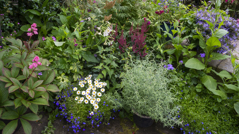 A variety of different kinds of plants growing in a shady garden