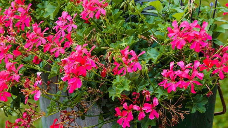 Bright pink ivy geranium trailing out of a planter in a garden.