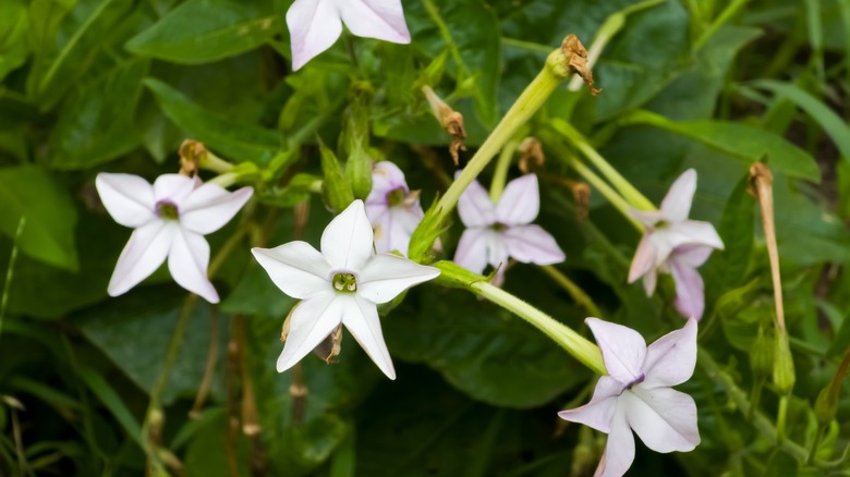 Star-shaped jasmine tobacco flowers growing from their stems in the shade.