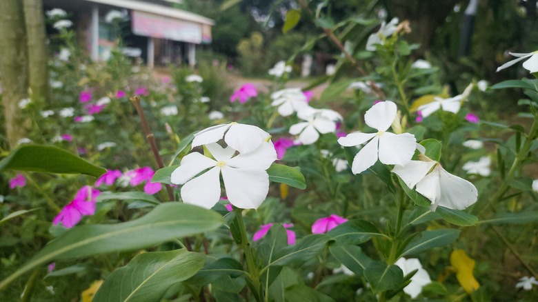 White and pink Madagascar periwinkle growing in a garden.